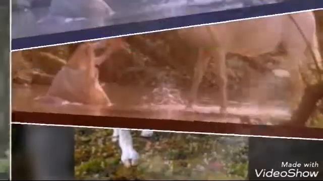 "Конный хобби клуб Юлий" смотреть онлайн