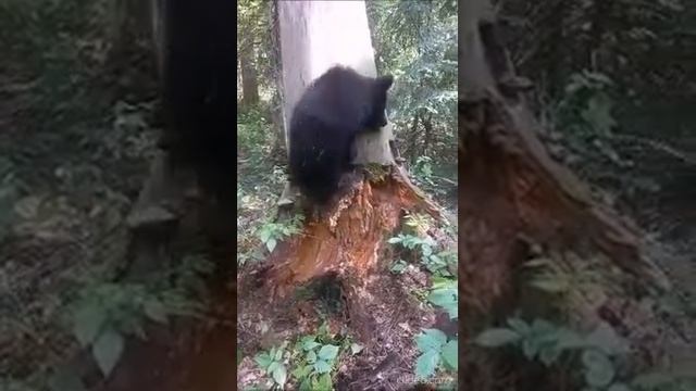 МЕДВЕЖАТА СЧАСТЛИВОЕ ЛЕТО смотреть онлайн