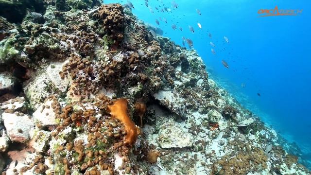 OrcaTorch D910V video: Monika Szostkowska, Scuba Photo Squad 2020 смотреть онлайн