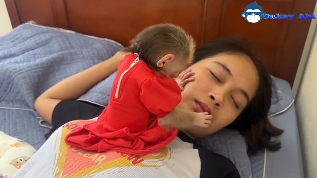 monkey abi peed on her mother while she was sleeping смотреть онлайн