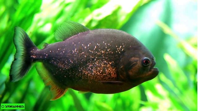 Seri Fauna 40 - Piranha (Teror Amazon) смотреть онлайн