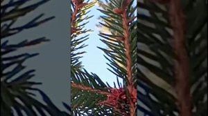 Воля вольная, жизнь раздольная!