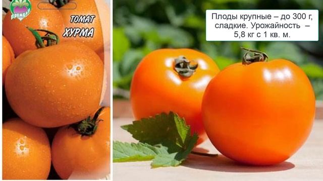 Крупноплодные сорта томатов для теплиц смотреть онлайн