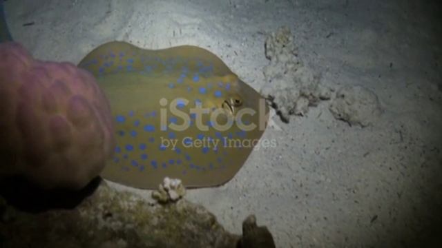 СУ АСТЫ ТІРШІЛІГІ/Су астындағы жүрексіз жәндік/ смотреть онлайн