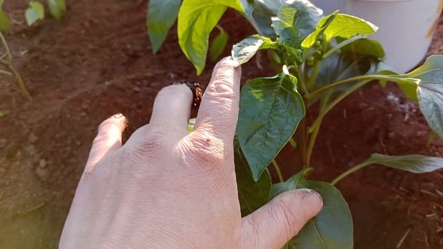 Высадка перца в парник. смотреть онлайн