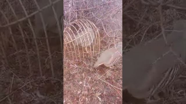 Дар кух санчиши сурак бо кабги шикори смотреть онлайн