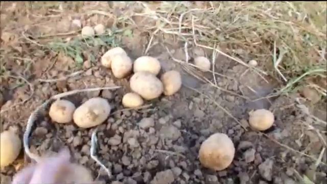 Как мы картошку в Германии воровали,.... ой, то есть - собирали! смотреть онлайн