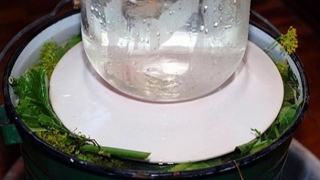 Как солить белые грузди в домашних условиях смотреть онлайн