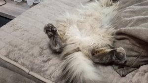 забавный кот