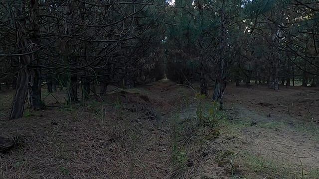 Коп. Какалики надоели, но среди них есть и достойные. Поиск монет и кладов в лесу смотреть онлайн