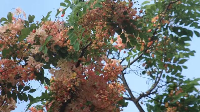 Allison Lambert 2014 Hawaii смотреть онлайн