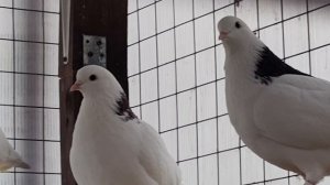 VID_20250123_150213.mp4Подбираем пары.