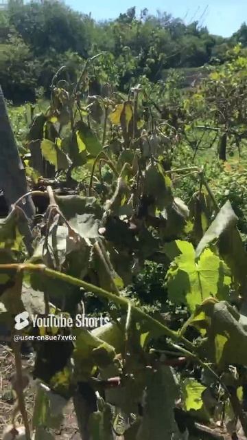 Ужасные последствия мороза 04.05.2024 год Воронежская область. смотреть онлайн