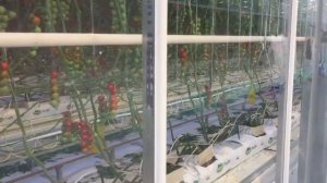 Как это Сделано - теплицы гидропоника светокультура