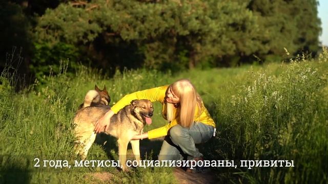 Помощь Приюту 