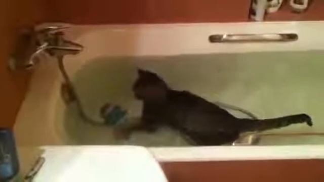 Кот принимает ванну смотреть онлайн