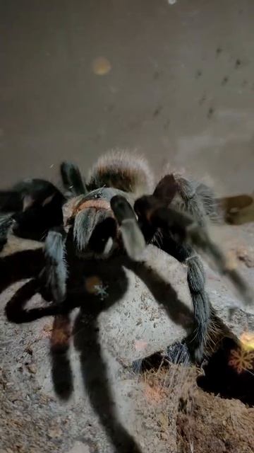 Christmas Spider tliltocatl vagans #shorts смотреть онлайн