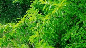 ОГОРОД УЖЕ ВО ВСЮ КОРМИТ | МАЛИНА С МОЛОКОМ | СГОРЕЛ НА РЕКЕ