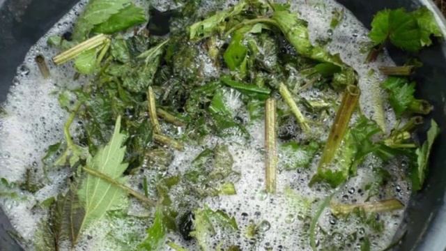 Настой крапивы для подкормки растений смотреть онлайн