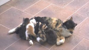 Как кошка кормит котят