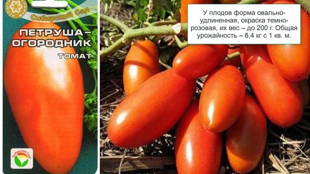 Лучшие сорта томатов для маринования смотреть онлайн