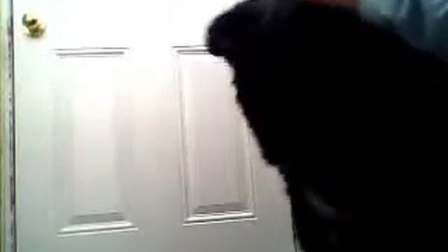 Tara wants to go outside смотреть онлайн