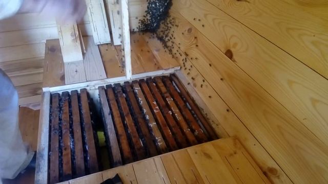 Сегодня на пасеке, 17 июня 2020 г. Осмотр пчел в апидомике. смотреть онлайн