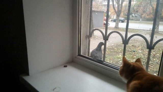 Кошка и голубь смотреть онлайн
