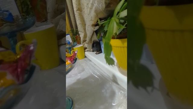 Люська. Тоже. Любит. Сладкое смотреть онлайн