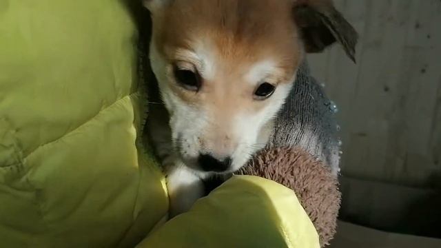 Щенки из Мешка 25 февр смотреть онлайн