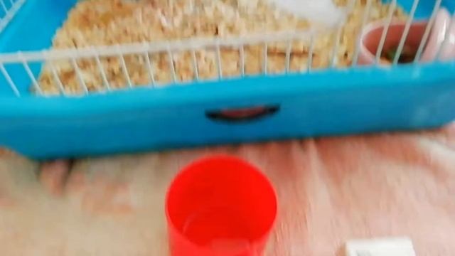 У хомяка гноится глаз. Лечение. The hamster has an eye how to heal смотреть онлайн