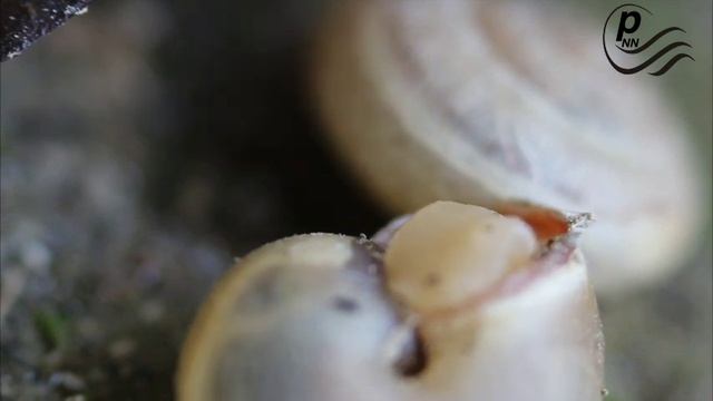 How can a snail walks on a razor blade without any injured | Snail on razor blades | Giant Snail смотреть онлайн