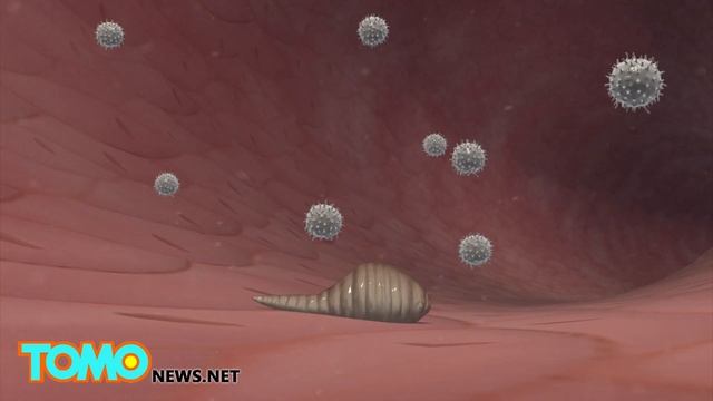 Gruesome video shows Botfly maggots emerge from Harvard researcher’s skin смотреть онлайн