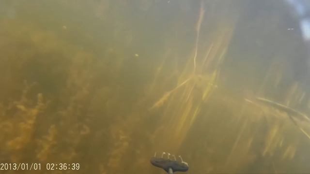 Подводная Охота 2015 "Трофейная щука на 6.2 кг" Spearfishing 2015 "Trophy pike 6.2 kg" смотреть онлайн