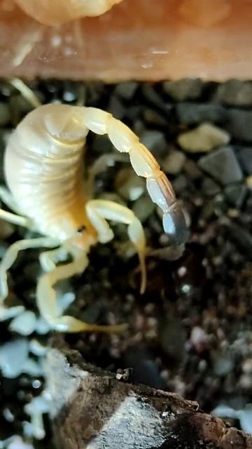 Скорпион Androctonus australis смотреть онлайн