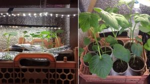 Выращивание бамии из семян