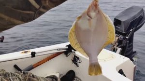 Рыбалка в приморье в конце сентября. Камбала.