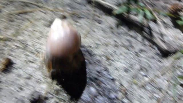 Land Hermit Crab, Coenobita rugosus, Mantanani island, Sabah, Borneo, Malaysia, 18 Dec 2013 (1/4) смотреть онлайн