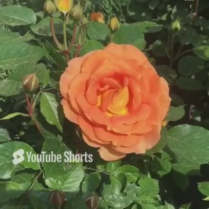 Роза Голдельзе (Goldelse).