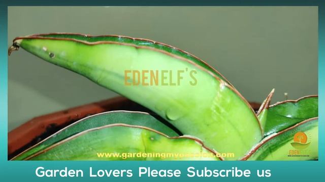 Sansevieria White Robusta | My Sansevieria Collection | Plant No 5.