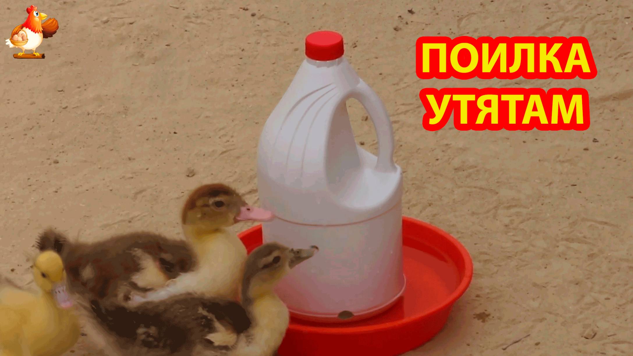 Поилка для утят своими руками из канистры и миски ПВХ ✂️🐥🤗 смотреть онлайн
