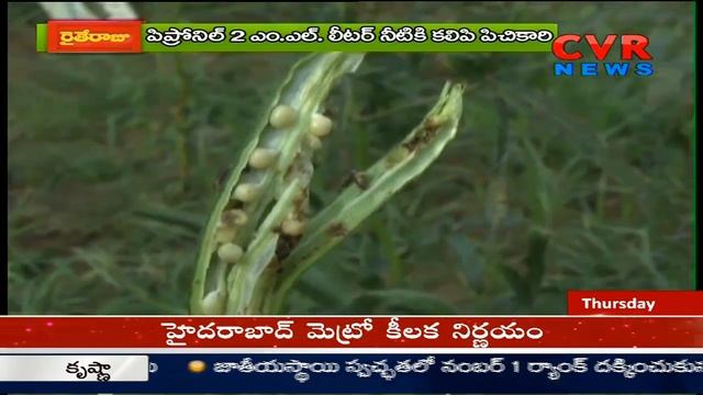 How to control Diseases in ladies' finger cultivation | Srikakulam | CVR News смотреть онлайн