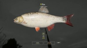 Озеро Комариное • Язь • Стабильный клёв• РР4 • Русская рыбалка 4 • 21.03.2024