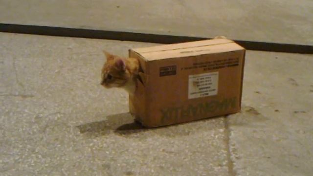 Взрывозащищённый котэ!!! смотреть онлайн