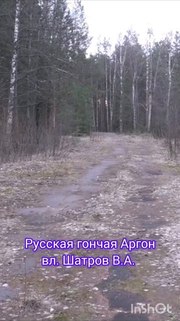 Русская гончая АРГОН вл. Шатров В.А.#природа #собака #nature #hunting #охота #животные смотреть онлайн