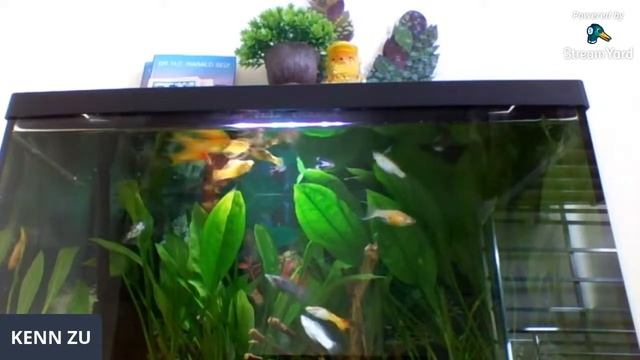 Aquarium LS | Kenn Zu смотреть онлайн