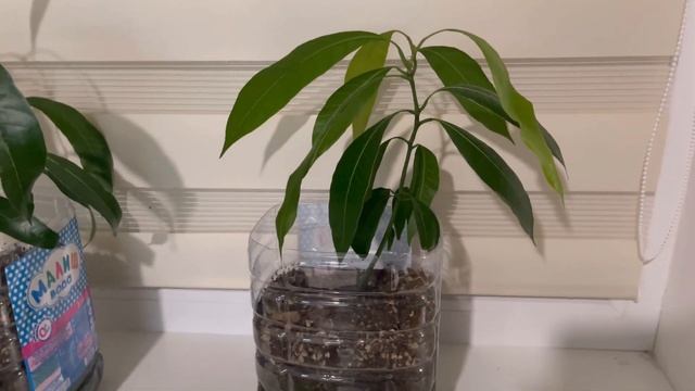 ПЕРВЫЙ ВЛОГ смотреть онлайн