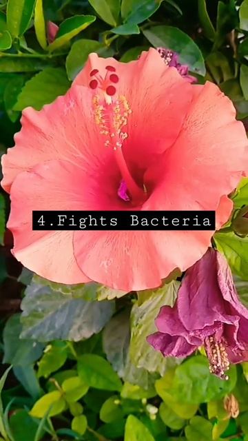 Benifits of hibiscus tea❣️| #benifits #hibiscustea смотреть онлайн