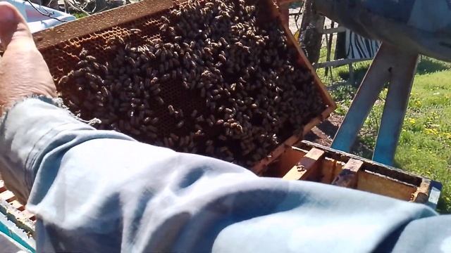 Делаем воспиталку в 16ти р.и проверяем прививку8 апреля 2024 г. смотреть онлайн