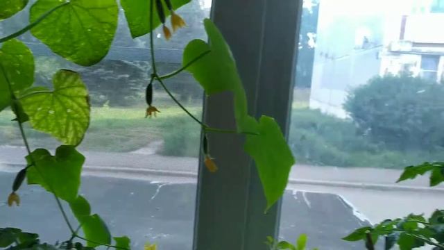 Огурцы в квартире... смотреть онлайн